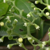 Cayratia reticulata (M.A.Lawson) Mabb.
